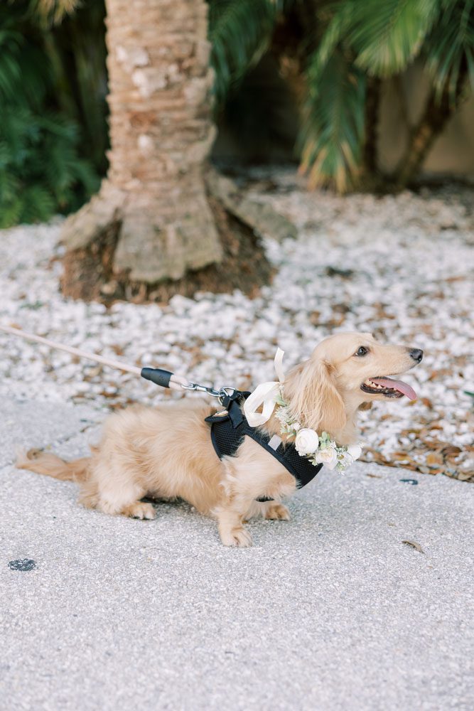 Bride and Groom's dogs