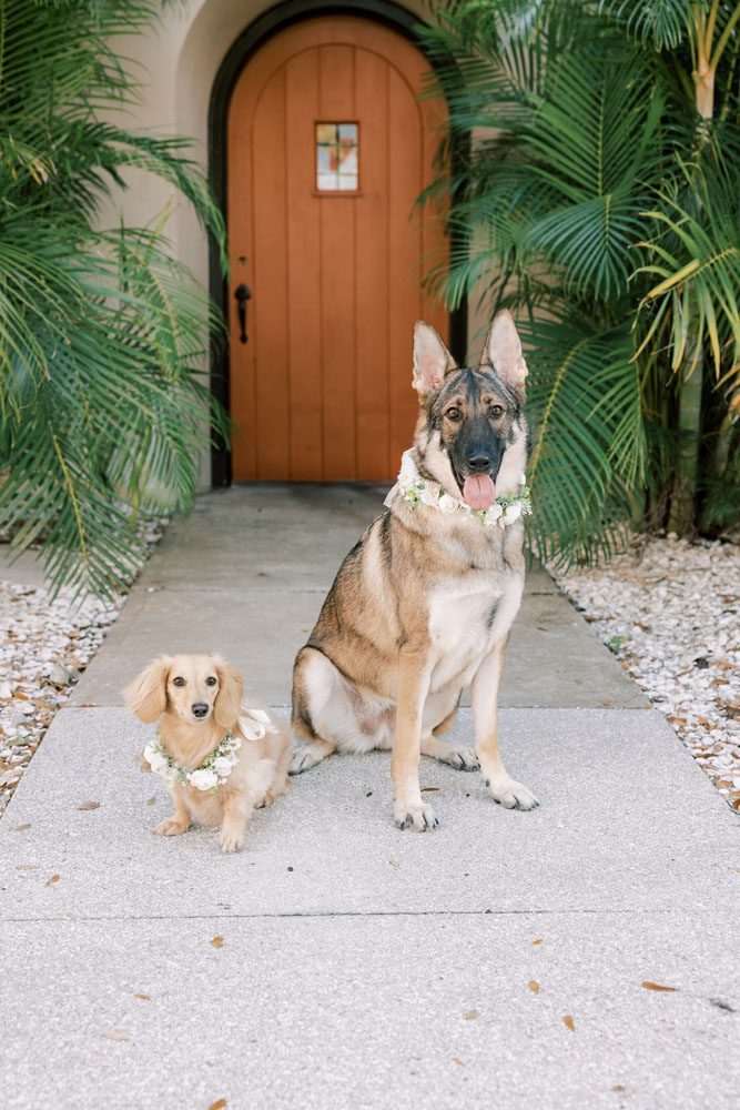 Bride and Groom's dogs