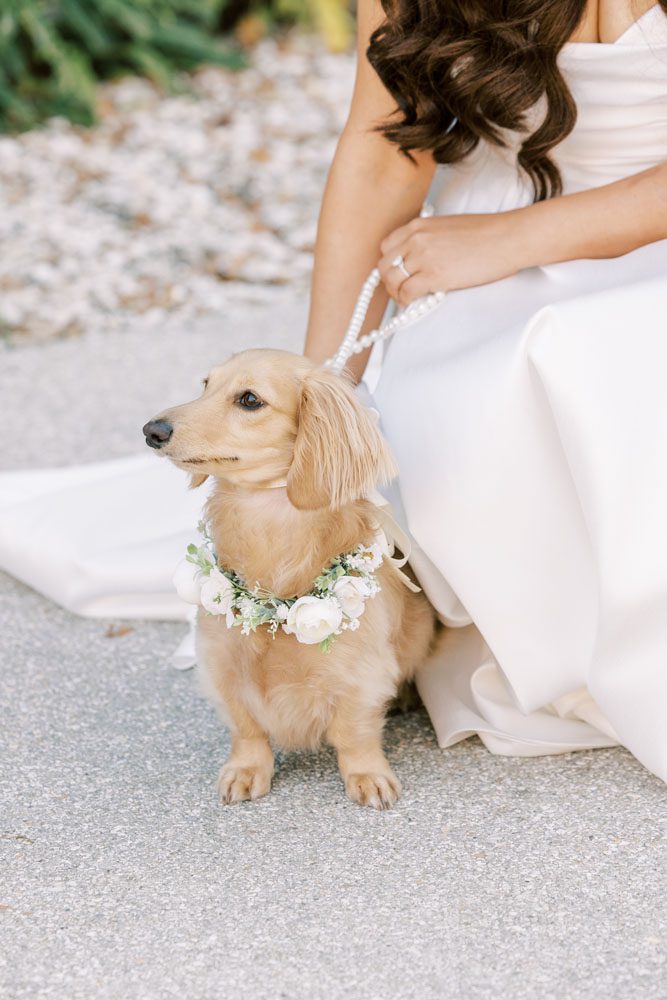 Bride and Groom's dogs