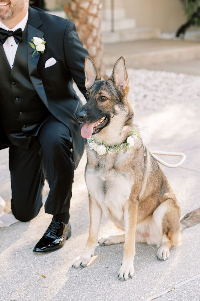 Bride and Groom's dogs