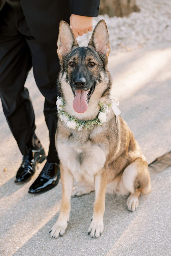 Bride and Groom's dogs
