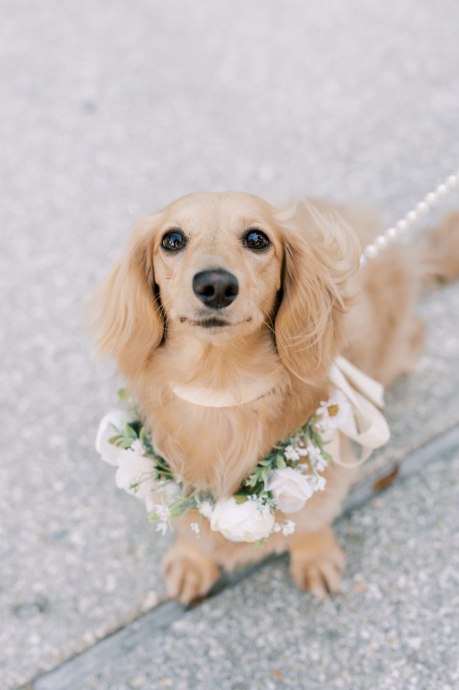 Bride and Groom's dogs