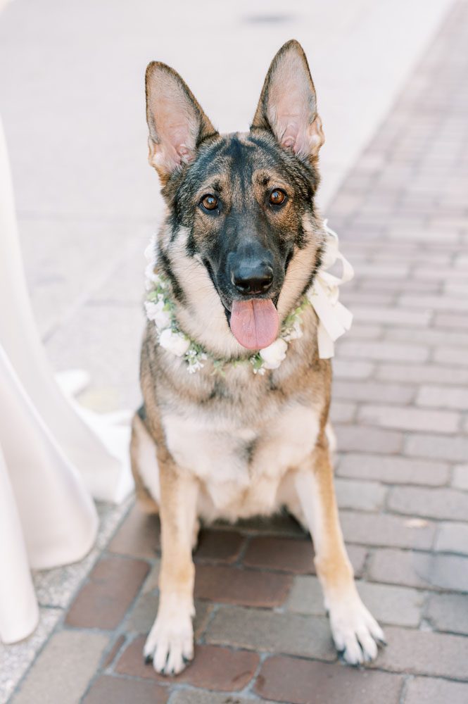Bride and Groom's dogs