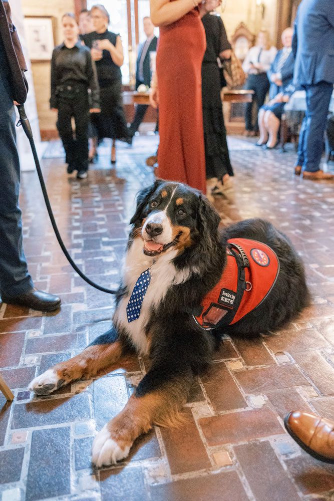 Guest Service dog
